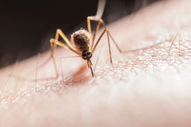 Minot to ground spray for mosquitoes: West Nile Virus detected in city